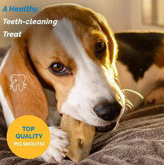 Focus dental: hocicos de cerdo para perros, apoyo potencial a la higiene bucal