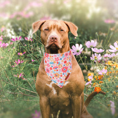 Bandana ADOGGYGO de ajuste ajustable: comodidad y ajuste seguro para cuellos.