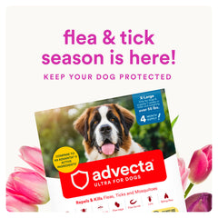 Advecta Ultra: botella de aplicación para perro, eficaz contra pulgas y garrapatas.