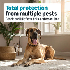 Amazon Basics tópico para perro XL, dosis de seis envases para uso continuo.