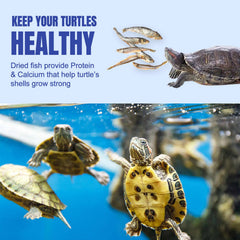 Amzey Pescado Río Seco tortuga comiendo, muestra aceptación alimentaria.