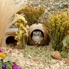andwe Coconut Hut: refugio de coco natural para mascotas pequeñas.