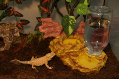 AQUA KT: dispensador de agua 2 en 1 ideal para reptiles y anfibios