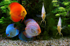 Obleas 4 tipos Aquatic Foods Inc, complemento estructurado para alimentacion