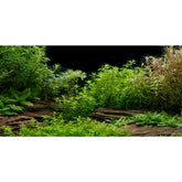 AWERT fondo acuario rio lecho y plantas, aporta profundidad y realismo.