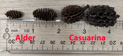 Alder y Casuarina en acuario crean hábitat más natural.