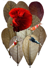 Awesome Aquatic: hojas-catappa de 4-6 pulgadas para acuario, aporta ambiente natural y color suave.