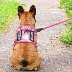 Beebiepet arnés con sistema Molle para llevar equipo adicional en actividades.