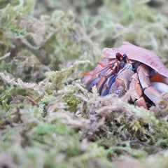 Begeterday musgo hidratado expandible, mantiene humedad constante en el hábitat.