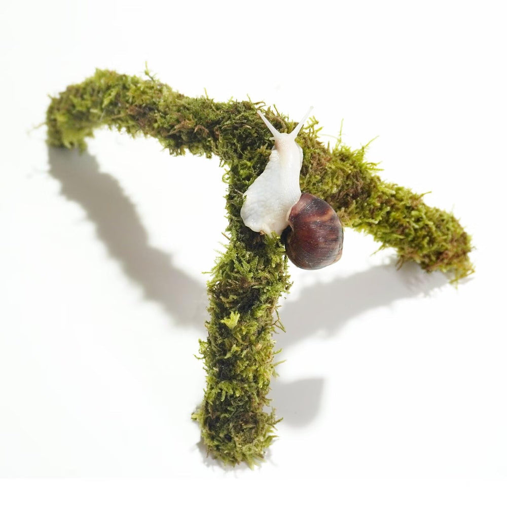 Begeterday palo musgo 12 pulgadas: soporte natural para trepar caracoles en terrario.