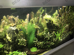BEGONDIS plantas verdes para acuario: representación visual de vegetación submarina.