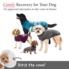 BellyGuard protege incisiones en cada imagen, permitiendo comer, beber y moverse con libertad.