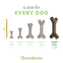 Benebone Maplestick, hecho en EE. UU., calidad asegurada