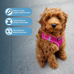 Best Pet Supplies Voyager bandas-reflectivas-dobles mejoran la visibilidad en rutas nocturnas.