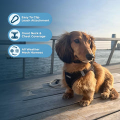 Best Pet Supplies Voyager harnais fermeture-velcro-boucle: fixation securisée rapide.