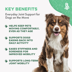 Perro mayor sube escaleras con BestLife4Pets, movilidad mejorada