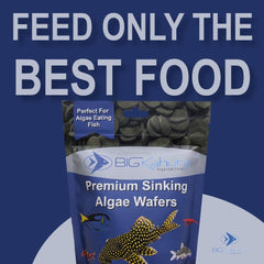 BIG KAHUNA TROPICAL FISH: dieta pleco con nutrientes para color y vitalidad