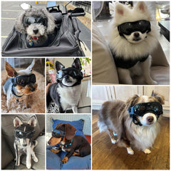 Gafas Billionchains para perro con correa de cabeza ajustable para mayor estabilidad