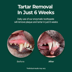 Perro recibiendo limpieza dental con Petodent Breezytail, dientes en primer plano