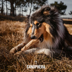 Canophera: masticables de madera de café para perros grandes, promueven limpieza dental y entretenimiento.