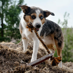Carhartt Pet Training Tools opción de entrenamiento práctico para perros en casa o al aire libre.