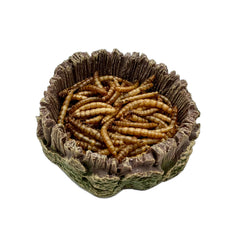 CATENEED plato alimento reptil pequeno decorativo natural para habitat