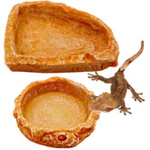 CATENEED tazón para dragón barbudo, enfoque en alimento diario y fácil limpieza.