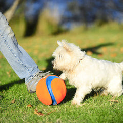 Chuckit Kick Fetch: bola flotante perfecta para juegos en agua con tu perro