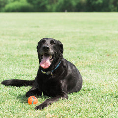 Chuckit! núcleo de caucho natural en la pelota de tenis para perros