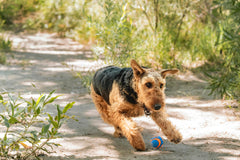 Chuckit! Ultra, fácil de limpiar tras cada juego.
