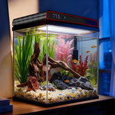COOSPIDER pecera 5 galones con cristal claro para ver peces con detalle.