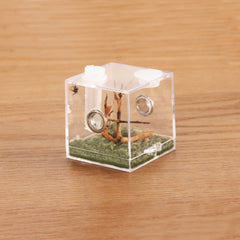 Crapelles habitat arana micro 360 grados para observarla sin molestar