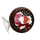 CTWPets refugio bulbo natural para betta, cómodo y seguro para descansar.
