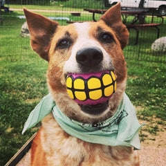 Dawg Grillz bola-vainilla, aroma suave que atrae al perro durante las sesiones.