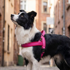 Didog arnés talla M ajusta el pecho de 53–66 cm para perros medianos.