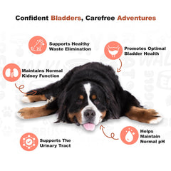 Doggie Dailies: prueba de sabor que encanta a perros.