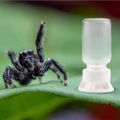 DQITJ alimentador-20ml para agua, tamaño ideal para insectos pequeños