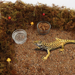 DQITJ cuenco cristal reptil, en mano, facilita rellenar y servir comida.
