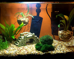 DS Distinctive Style, decoracion acuario con taza planta cristal y hábitat natural para peces.