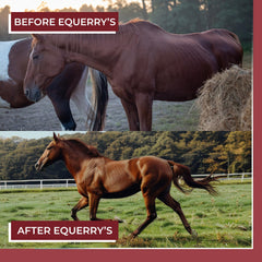 Equerry's Sabor apetecible caballo suplemento facilita la integración diaria en la comida.