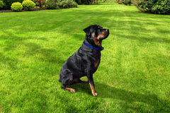 Contacto mediano del Extreme Dog Fence, ajuste cómodo para el cuello.