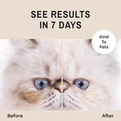Eye Envy: limpieza de la zona ocular del gato para un aspecto más limpio