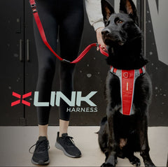 EzyDog X-Link: correa trasera para paseos diarios con libertad de movimiento.