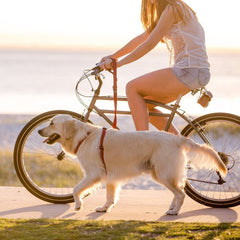 EzyDog Zero Shock, anilla en D para llaves y accesorios.