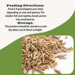 Fluker's alimento para reptiles en formato liofilizado, listo para alimentar.