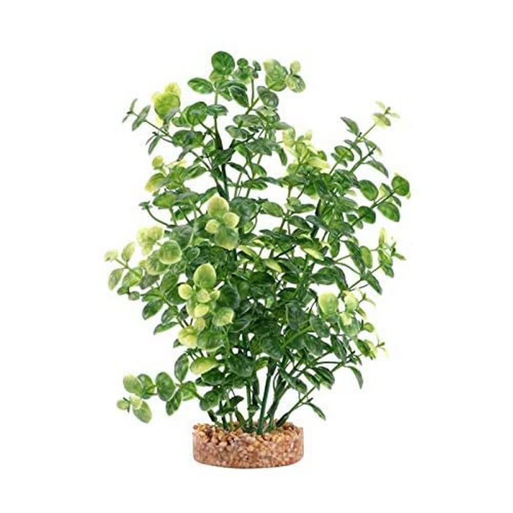 Fluval Aqualife Bacopa Verde: planta decorativa de acuario de bajo mantenimiento.