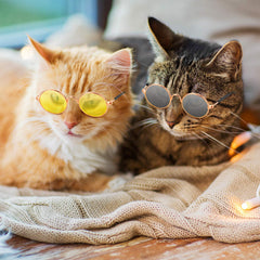 Frienda gafas para mascotas, lentes acrílicos cómodos para uso diario.