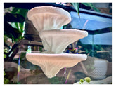 FROSTO repisa hongo terrario: plataforma estable para trepar y descansar en reptiles.