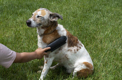 FURemover Plus cepillo suave para mascotas durante el cepillado