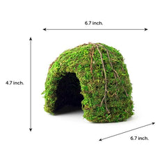 Galápagos Domo Musgo en entorno bosque para terrarios